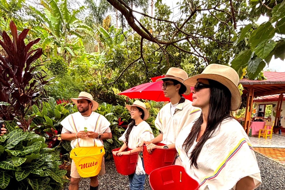 Picking coffee cherries at Finca Corazón de León